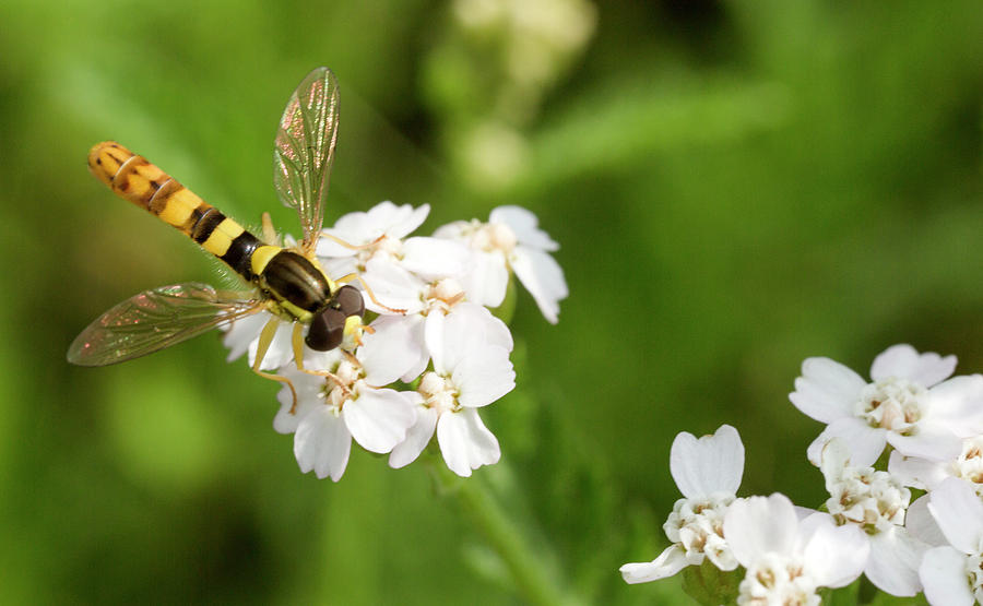 Hoverfly Photograph - Hoverfly by Iris Richardson Hoverfly Photograph - Hoverfly by Iris Richardson