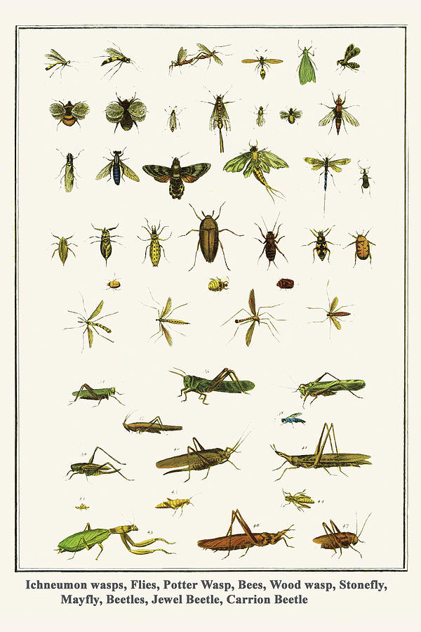Ichneumon wasps, Flies, Potter Wasp, Bees, Wood wasp, Stonefly, Mayfly, Beetles, Jewel Beetle, Carrion Beetle Painting by Albertus Seba