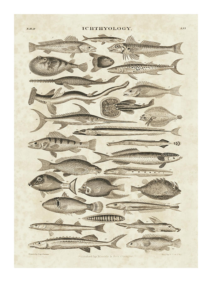 Fish Painting - Ichthyology II by Wild Apple Portfolio