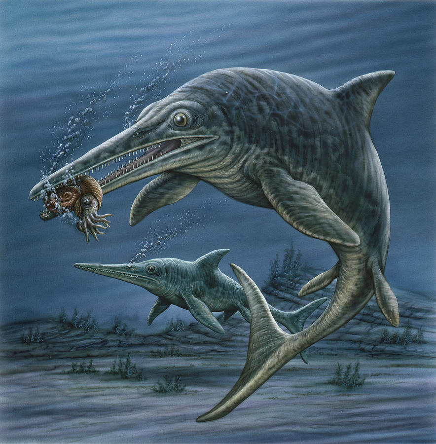 Ichthyosaurus Feeding On An Ammonite Photograph by Phil Wilson - Fine ...