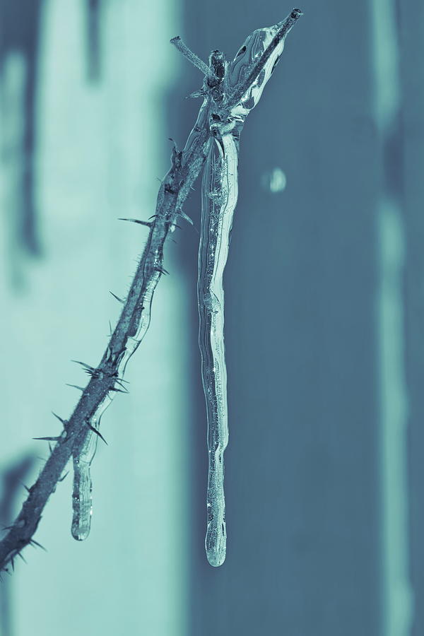 Icicle Hanging From A Rose Twig - Monochrome Blue Photograph