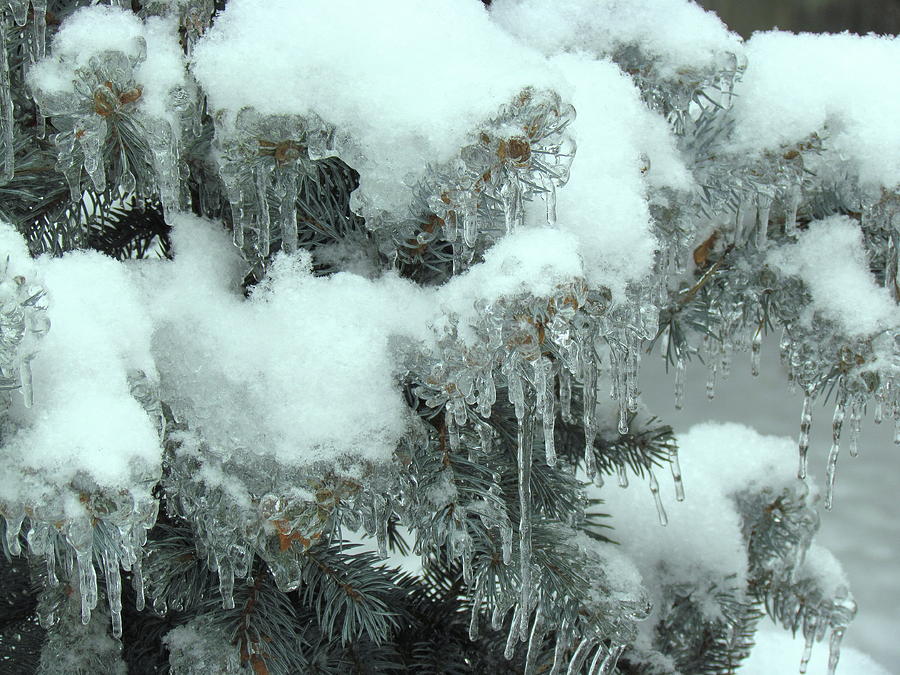 Icicles on a Frozen Blue Cedar Photograph by Boyd Carter