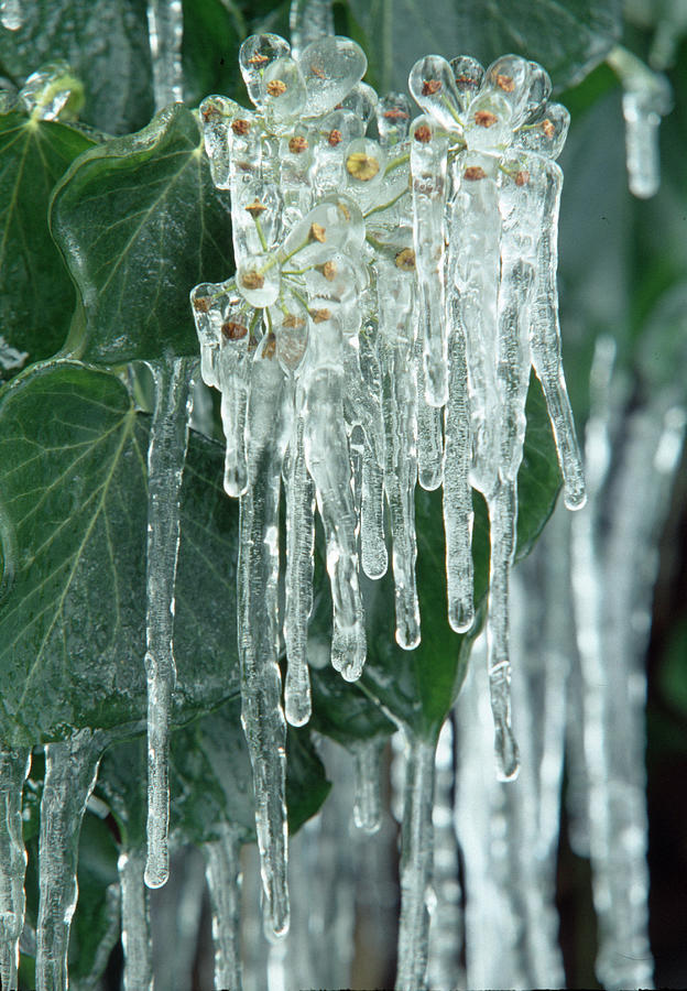 Icicles On Fruits Of Hedera ivy Photograph by Thomas Engelhardt - Fine ...