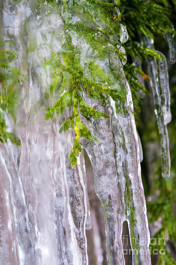 icicles on Tree Limbs Photograph by Jim Corwin