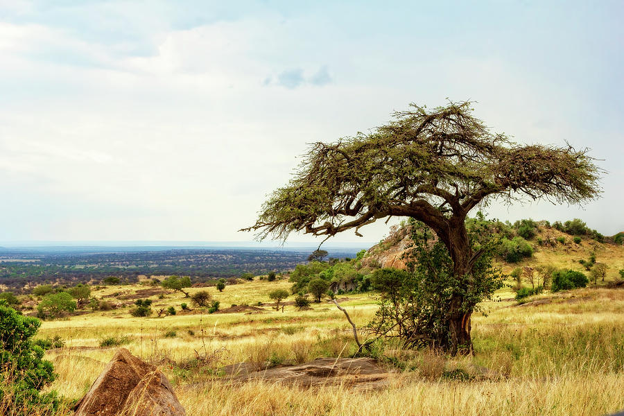 Iconic African Landscape by Kay Brewer Iconic African Landscape by Kay Brewer