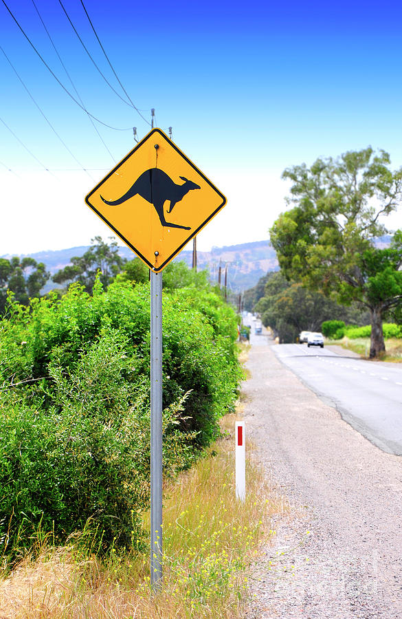 Iconic Australian Roadsign, kanagroos crossing.  Photograph by Milleflore Images