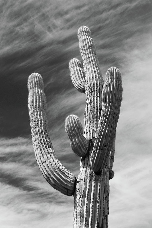 Iconic Saguaro Cactus B W Photograph by David T Wilkinson - Pixels