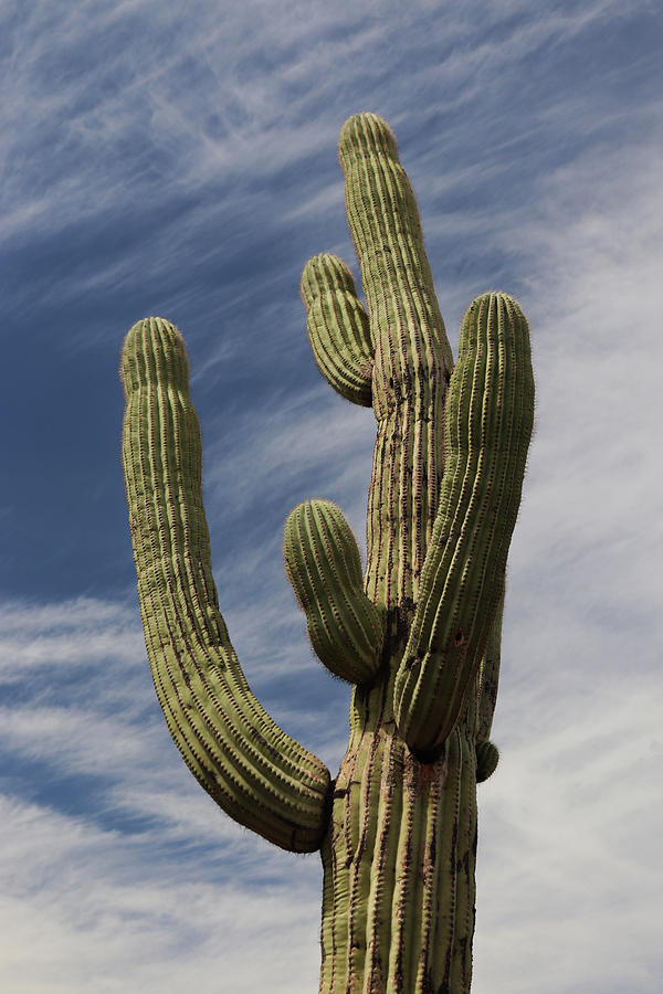Iconic Saguaro Cactus Photograph by David T Wilkinson