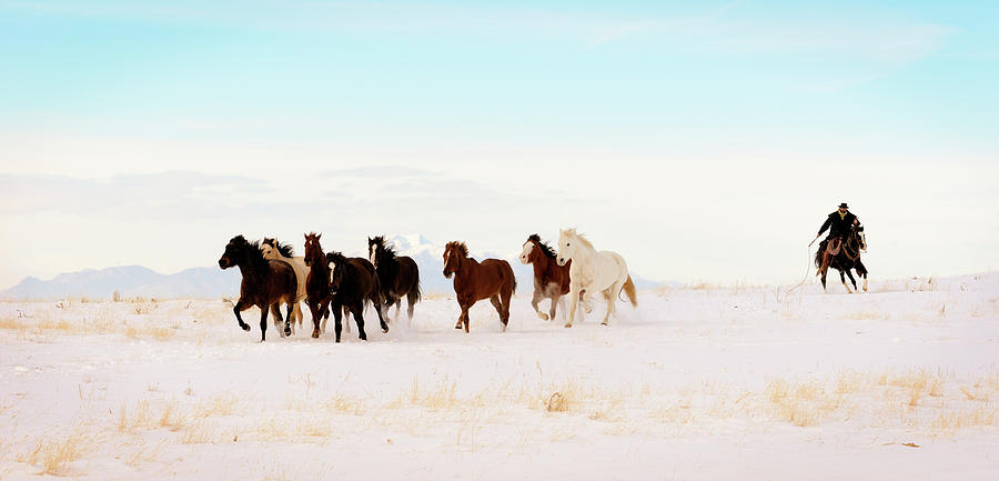 Iconic Wild  Horse Roundup In Winter Photograph by Lifejourneys