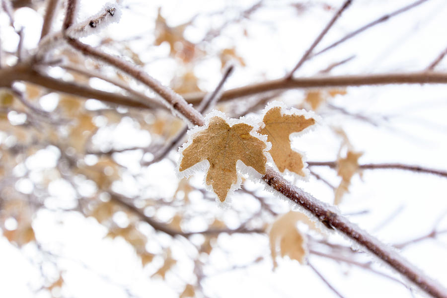 Icy Autumn Leaves Photograph by Amy Sorvillo