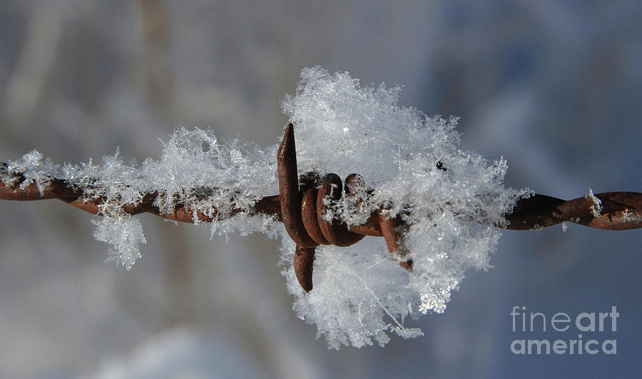 Ice Photograph - Icy Barbwire by Gary Wing Ice Photograph - Icy Barbwire by Gary Wing