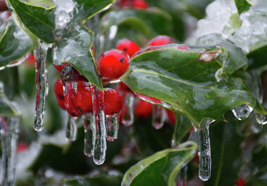 Icy Holly Photograph by Joan Septembre