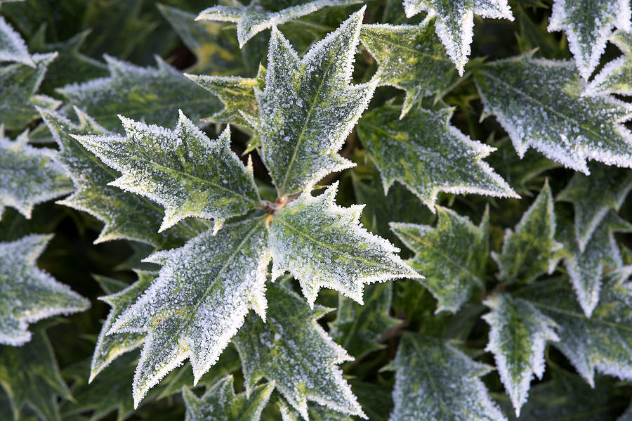 Icy Holly Leaves In Winter, Shropshire Photograph by David Clapp