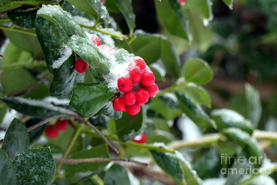 Icy Red Berries Photograph by Amy Dundon