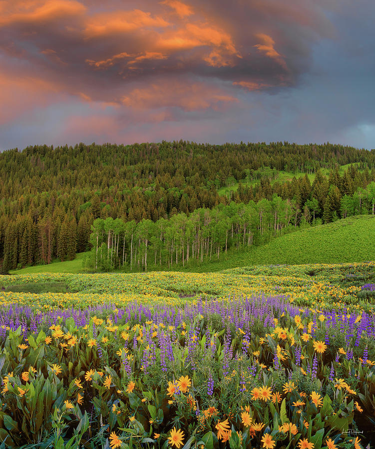 Idaho Spring Photograph by Leland D Howard