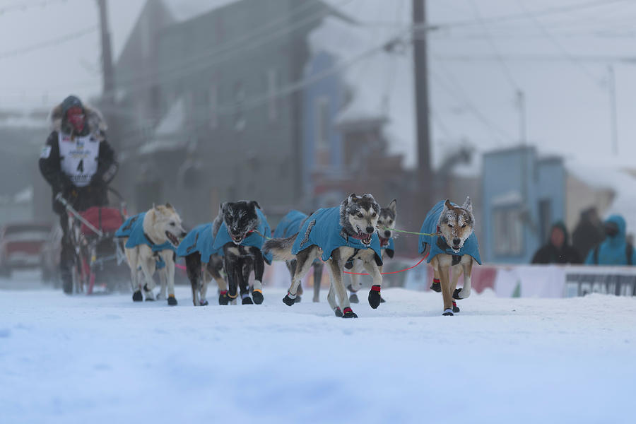 Iditarod 2018  Photograph by Scott Slone