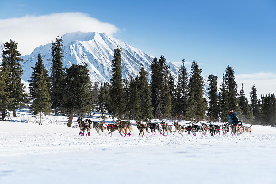 Iditarod - The Last Great Race Photograph by Scott Slone