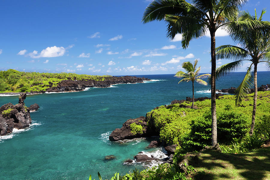 Idyllic Bay With Palm Tree And Blue by Wingmar