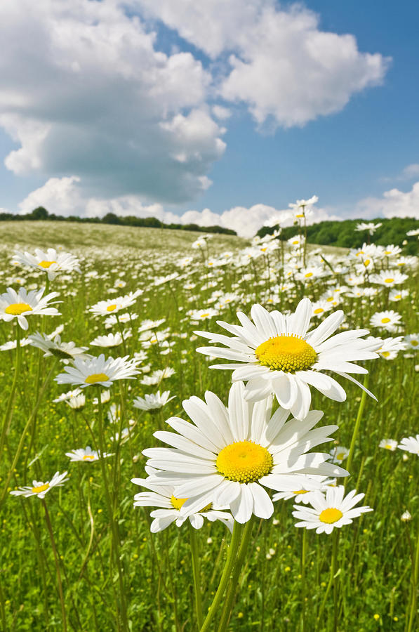 Idyllic Daisy Meadows Summer Skies Photograph by Fotovoyager