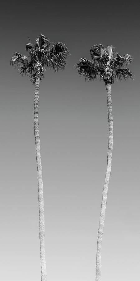 San Diego Photograph - Idyllic Palm trees by Melanie Viola