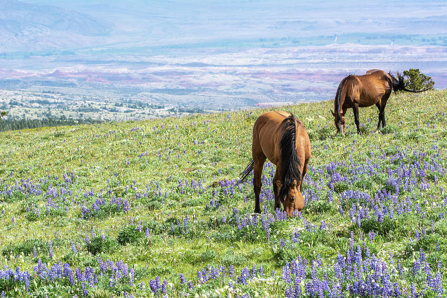 Idyllic Pryor Mountain Mustang View Photograph by Douglas Wielfaert