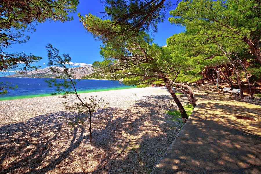 Idyllic turquoise beach view through pine tree in Makarska rivie Photograph by Brch Photography
