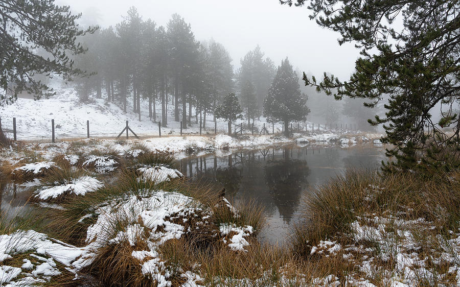 Idyllic winter forest landscape  at Troodos Mountains, Cyprus Photograph by Michalakis Ppalis