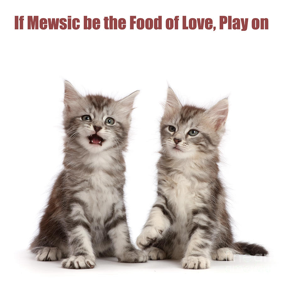 If Mewsic be the Food of Love, Play On Photograph by Warren Photographic