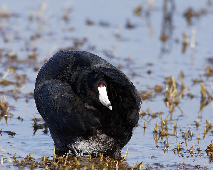 If You Cant Beat Em, Join Em -- American Coot at Merced National Wildlife Refuge, California Photograph by Darin Volpe