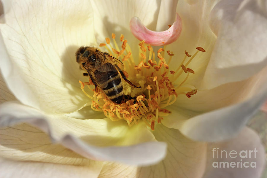 If You Love Honey Photograph by Karen Adams