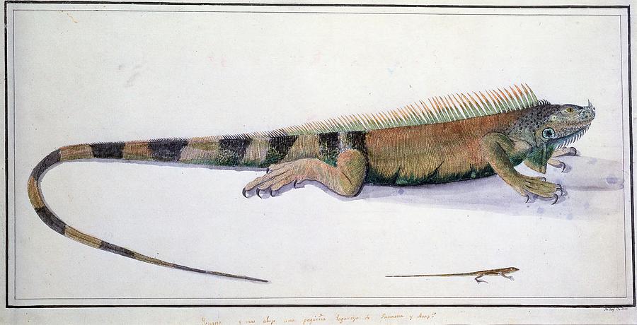Iguana And Lizard -reptiles Of Panama- - 18th Century - Malaspina Expedition. Painting by Jose Cardero -1766-1811-