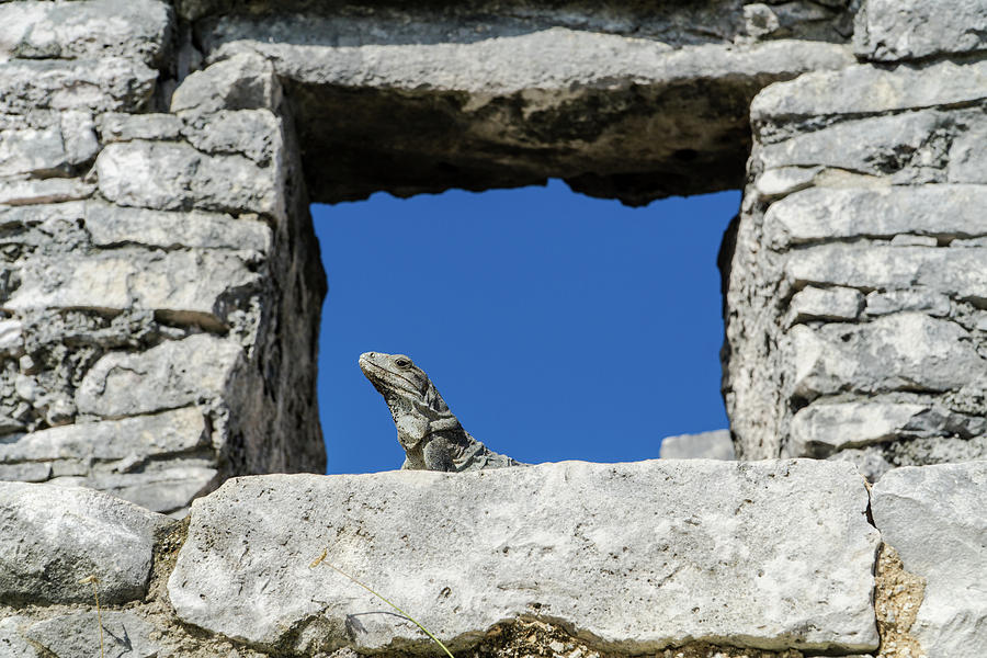 iguana bike tulum