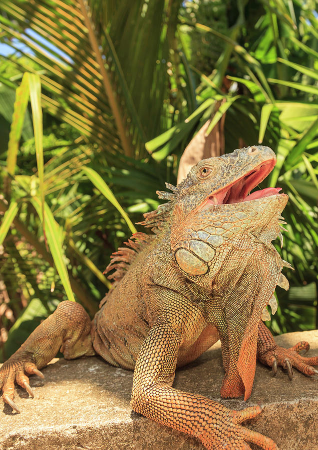 Iguana Farm, East End Of Roatan, Bay Photograph by Stuart Westmorland