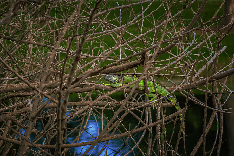 Iguana finds refuge in an ever intertwined mix of twigs. by Manny DaCunha Iguana finds refuge in an ever intertwined mix of twigs. by Manny DaCunha