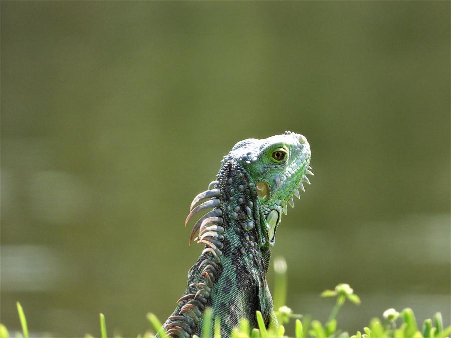 Iguana Florida Life Photograph by Art Dingo