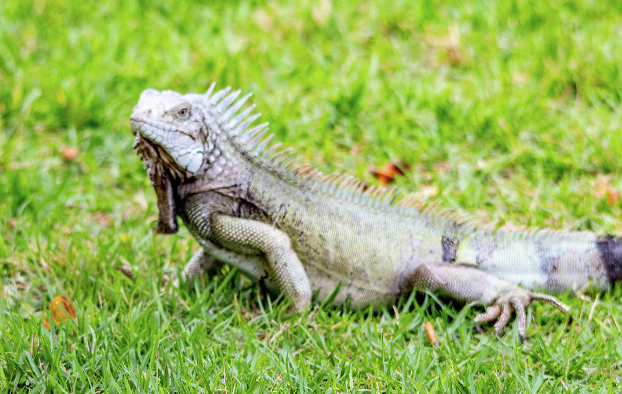 Iguana in Aruba Photograph by William E Rogers | Fine Art America