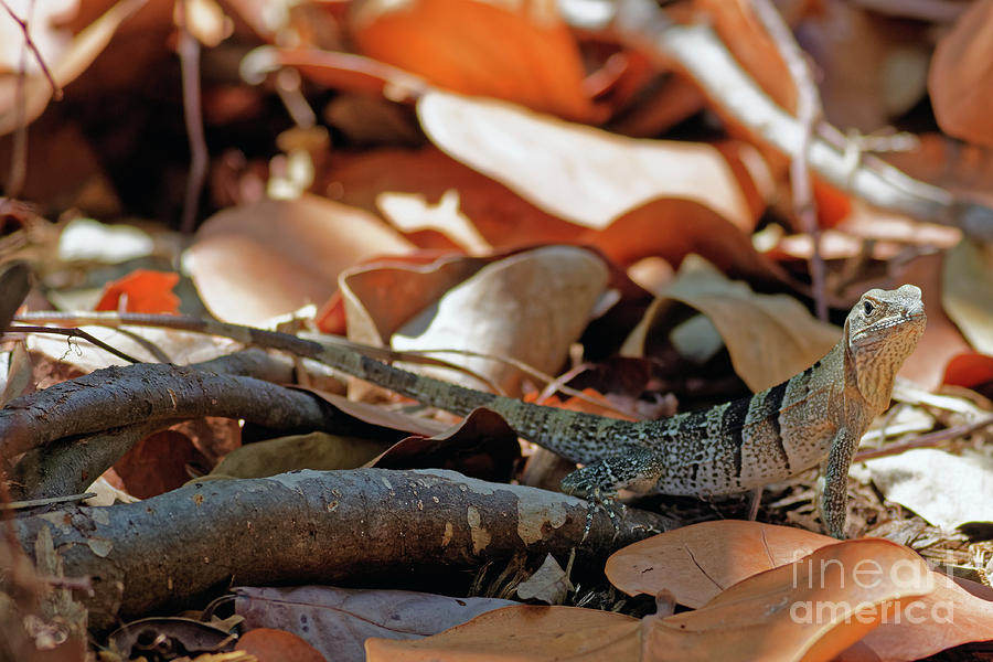 Iguana in Fallen Leaves Photograph by Natural Focal Point Photography
