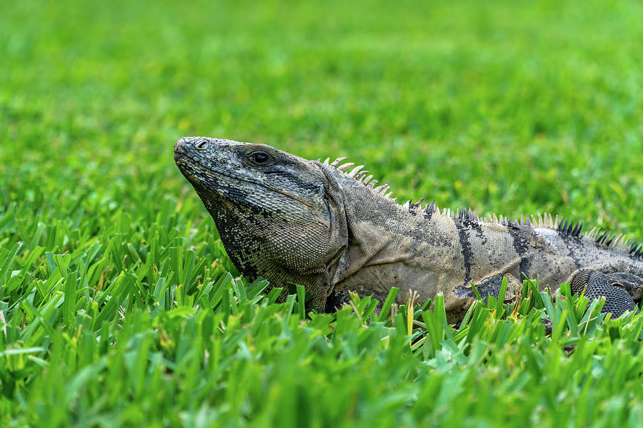 Iguana in Grass by Dave Matchett Iguana in Grass by Dave Matchett