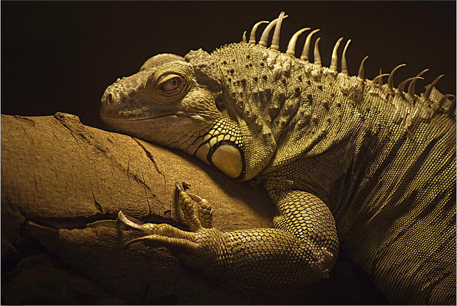 Iguana Photograph by John Dickson