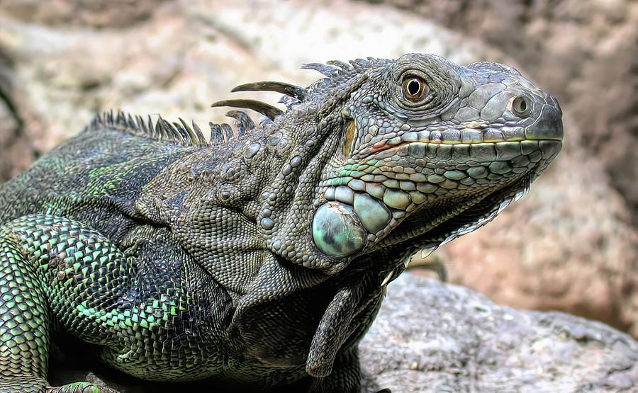 Iguana Photograph by Paul Coco - Fine Art America