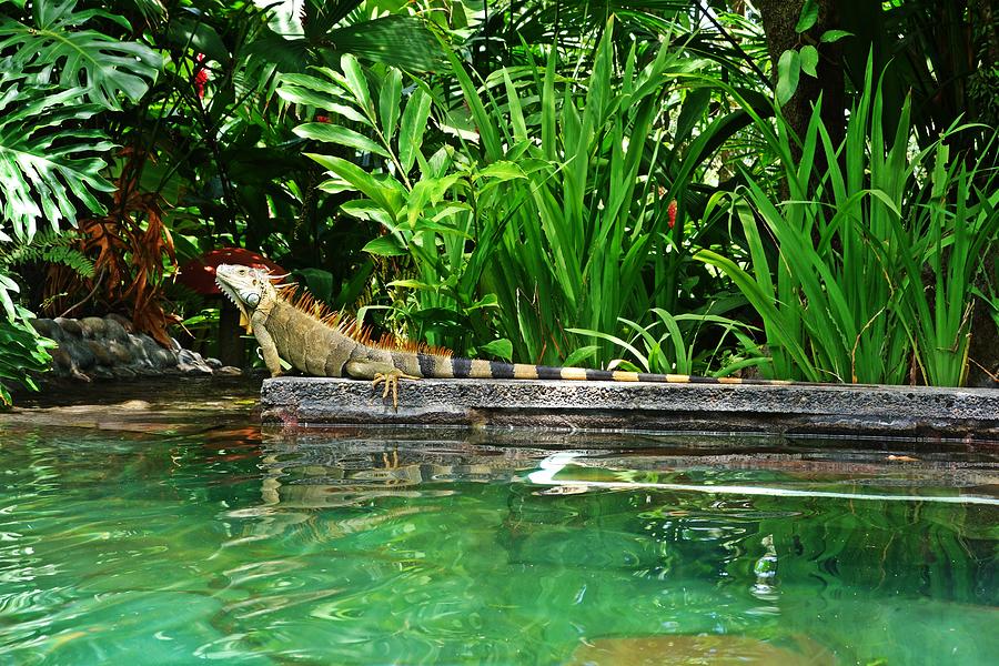 Iguana Poolside Visitor Photograph