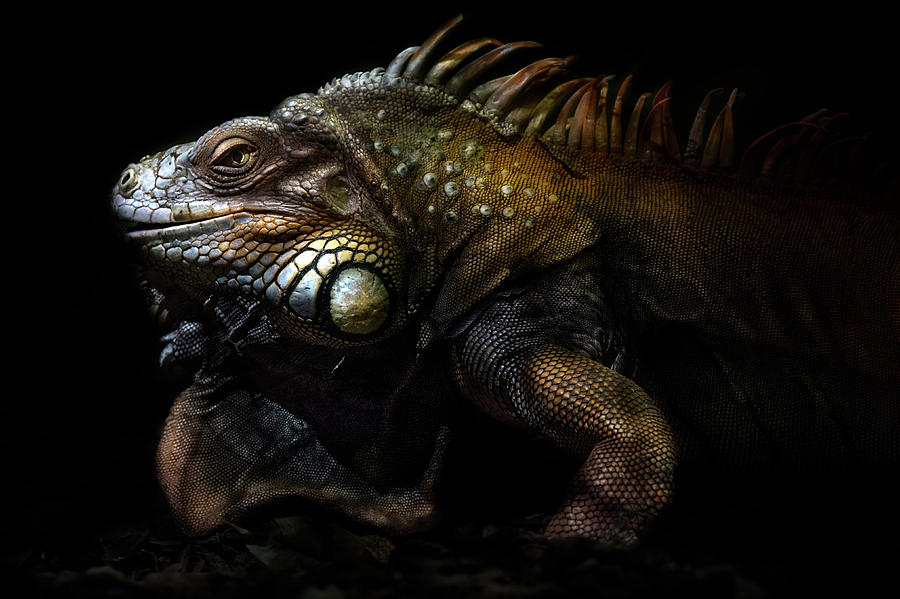 Animal Photograph - Iguana Portrait: Lost In The Evolution by Santiago Pascual Buye