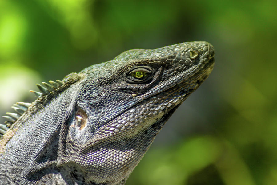 Iguana Photograph by Steven GUYOT - Fine Art America