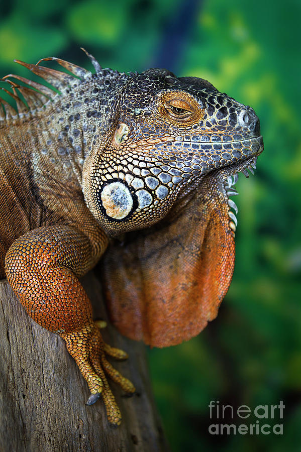 Iguana Photograph by Wanderingval :-)