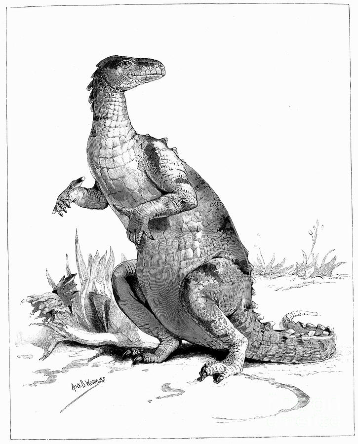Iguanodon, 1895 Drawing by Print Collector