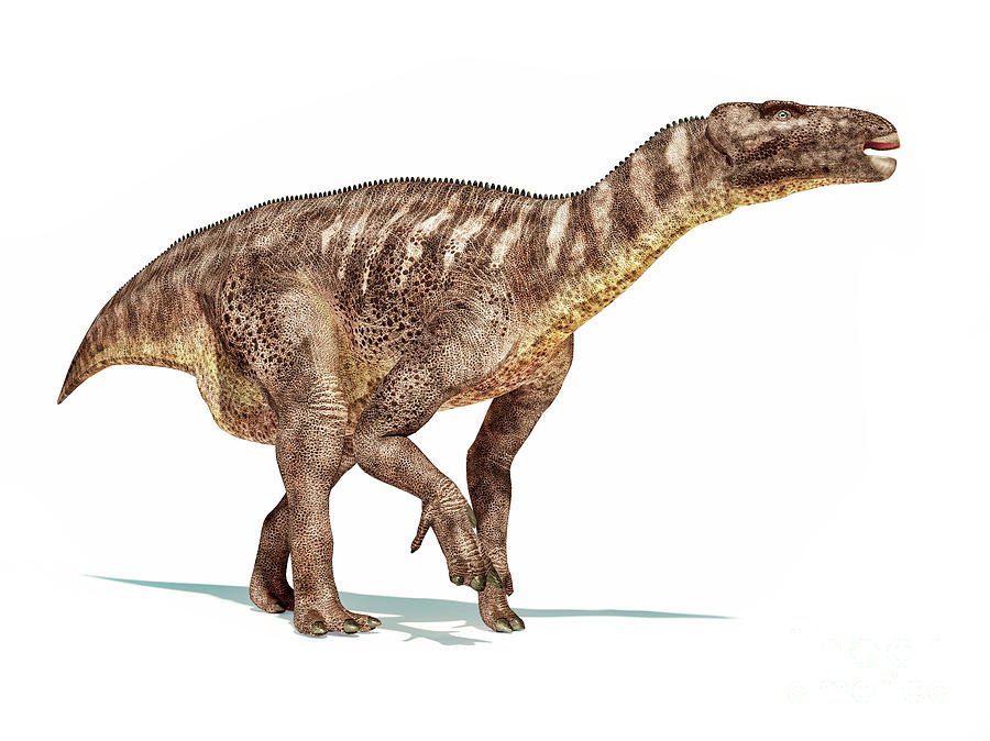 Prehistoric Photograph - Iguanodon Dinosaur by Leonello Calvetti/science Photo Library