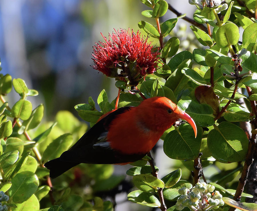 I'iwi the Honeycreeper by Pamela Walton I'iwi the Honeycreeper by Pamela Walton