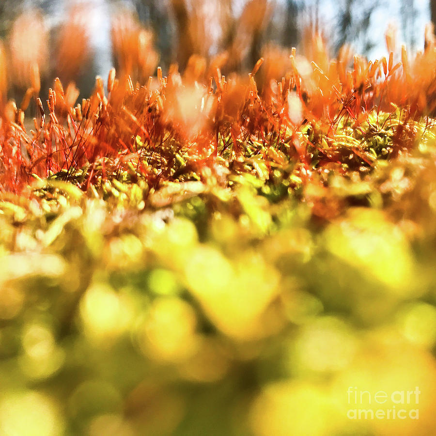 Orange Moss 3 Photograph by Atousa Raissyan