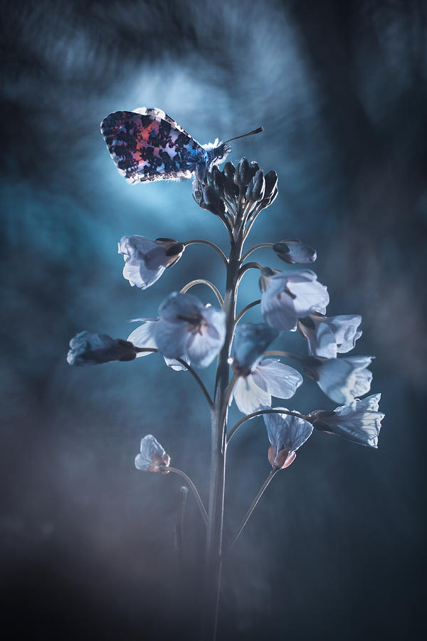 Butterfly Photograph - Il Est Des Joyaux Inestimables by Fabien Bravin
