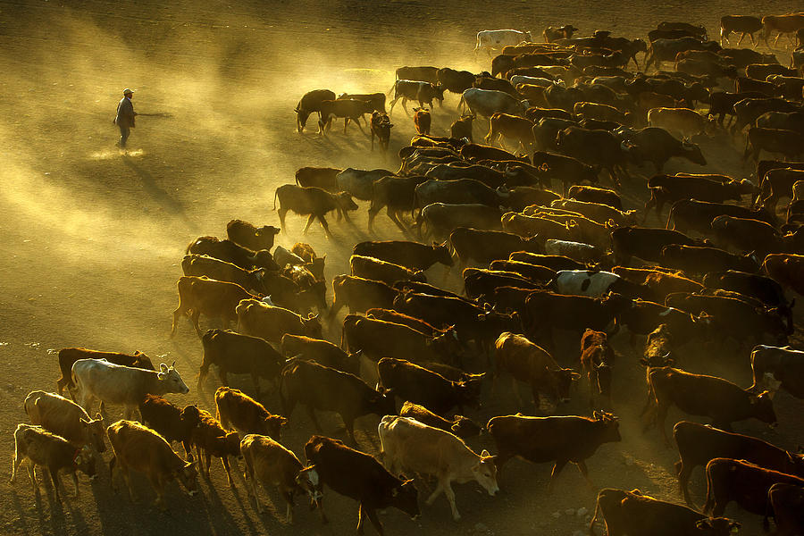Cow Photograph - I?ler Gler by Dilek Sakarya